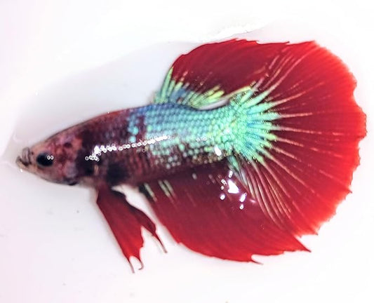 Male Halfmoon Betta - Assorted Color - Live Aquarium Tropical Fish…