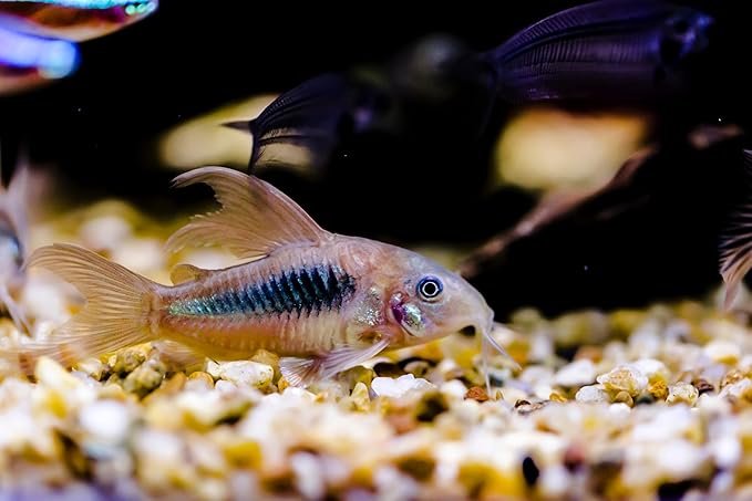 Super Catfish Mix with Soft BITS #7W,Krill,Spirulina,A154W (4oz)