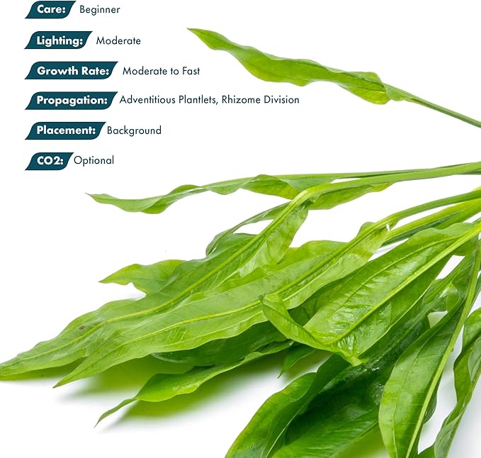 SubstrateSource Amazon Sword Echinodorus Bleheri Live Plant for Freshwater Aquariums, Natural Fish Tank Decorations, and Aquatic Decor (3 Pots (6-9 Plants))