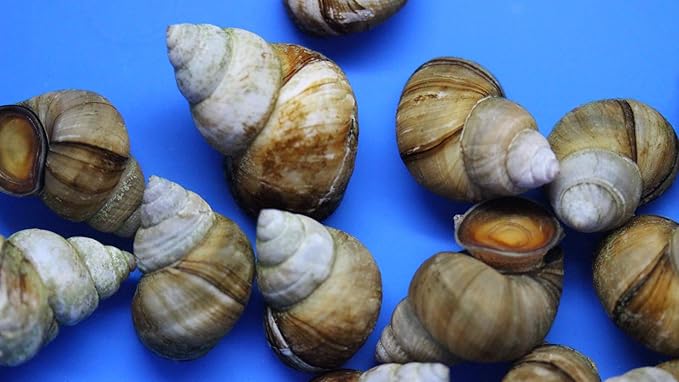(20) Pack of Trapdoor Snails Live for Aquarium Pond or Fish Tank