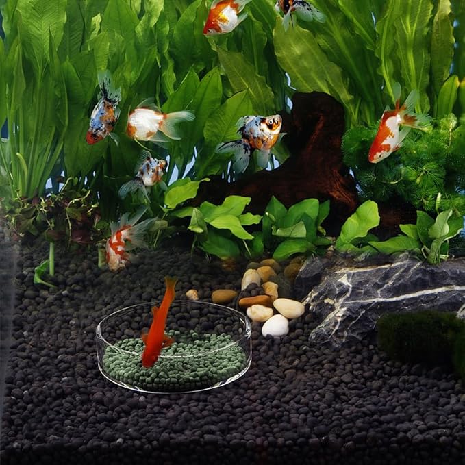 Aquarium Glass Feeder Dish Shrimp Feeding Dish Round Clear Glass Fish Feeder Bowl Fish Tank Food Tray Container Prevent Food Spilling, 65mm