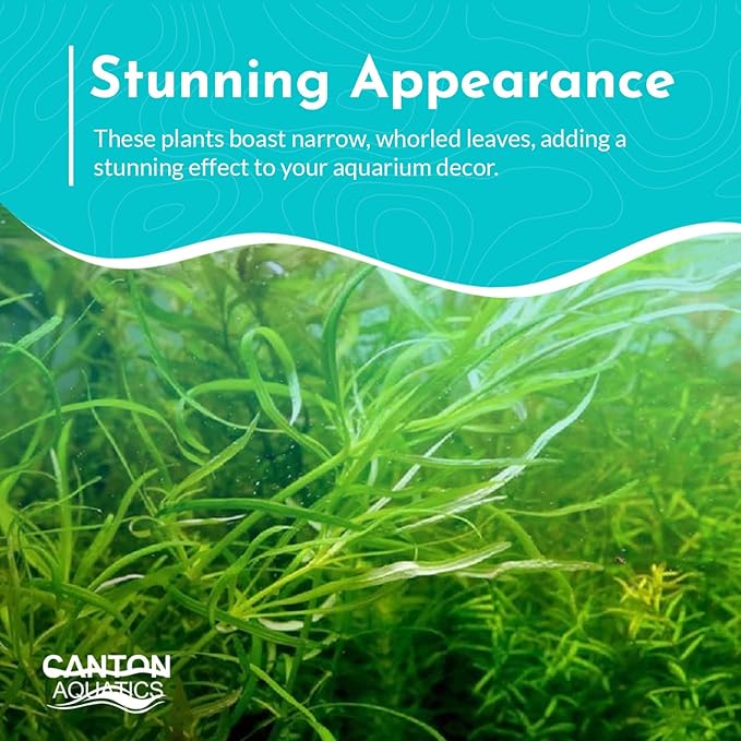 Pogostemon Stellatus Narrowleaf Live Aquarium Plant - Hardy Low Maintenance Freshwater Plant - Ideal for Betta and Shrimp Tanks - Ideal for Aquascaping & Fish Health - 2 Pot