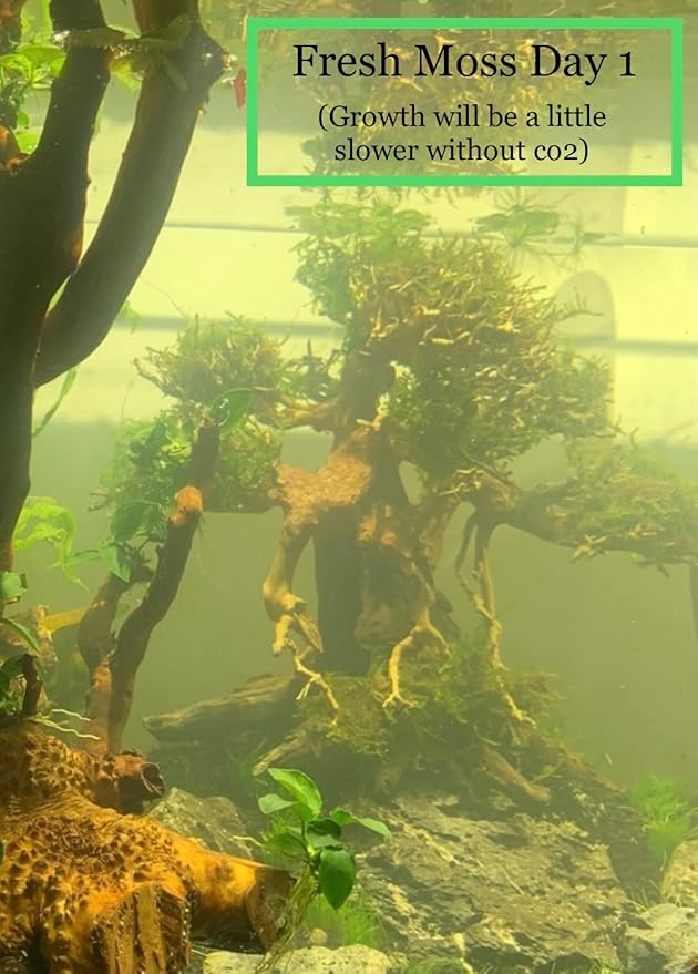 Christmas Moss Vesicularia Montagnei Live Freshwater Aquarium Plants Buy 2 Get 1