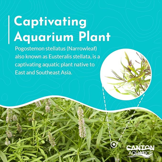 Pogostemon Stellatus Narrowleaf Live Aquarium Plant - Hardy Low Maintenance Freshwater Plant - Ideal for Betta and Shrimp Tanks - Ideal for Aquascaping & Fish Health - 2 Pot