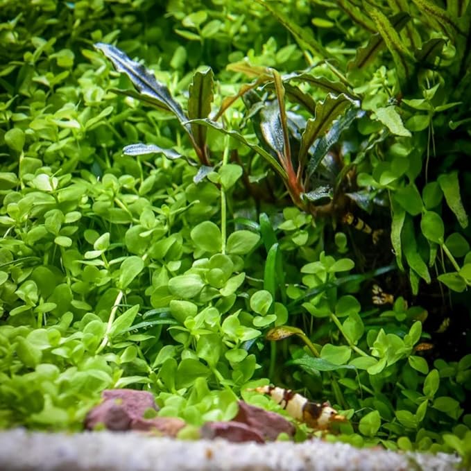 Monte Carlo Micranthemum Tissue Culture Vitro Grown Freshwater Aquarium Live Plant for Fish Tank Carpet Decoration