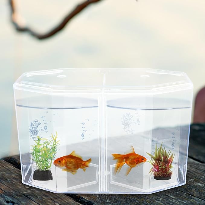 Mipcase Acrylic Betta Fish Tank Isolation Box 8-Inch Divided Breeding Tank for Betta Fish with Transparent Design Small Aquarium for Spawning and Incubation