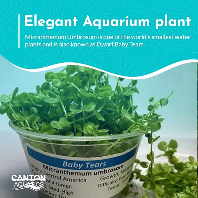 Dwarf Baby Tears Portion (Micranthemum Umbrosom)