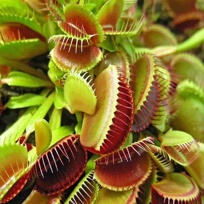Bloodworms, Freeze Dried Grade A Fresh Floating Bloodworms for All Tropical Fish, Bettas, Discus, Cichlids, Community Fish, Turtles, Carnivore Tropical Fish - 1/8-lb