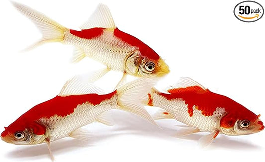 Toledo Goldfish Sarasa Comet Goldfish: Live Red and White Goldfish with a Variety of Patterns - Perfect for Stocking Ponds, Aquariums, or Tanks - 2-3 Inches, 50 Count