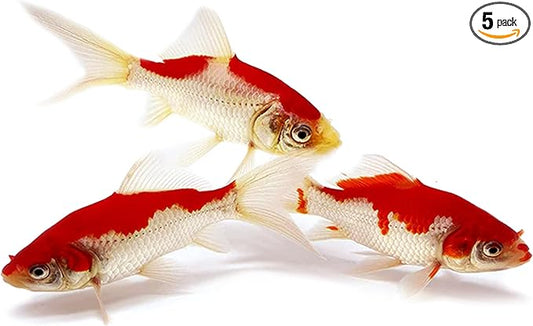 Toledo Goldfish Sarasa Comet Goldfish: Live Red and White Goldfish with a Variety of Patterns - Perfect for Stocking Ponds, Aquariums, or Tanks - 5-6 Inches, 5 Count