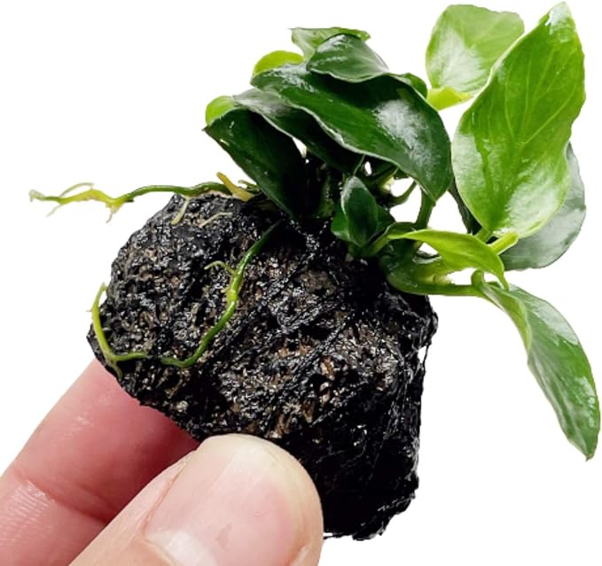Anubias Nana On Stone Live Aquarium Plant Tropical Freshwater Decorations
