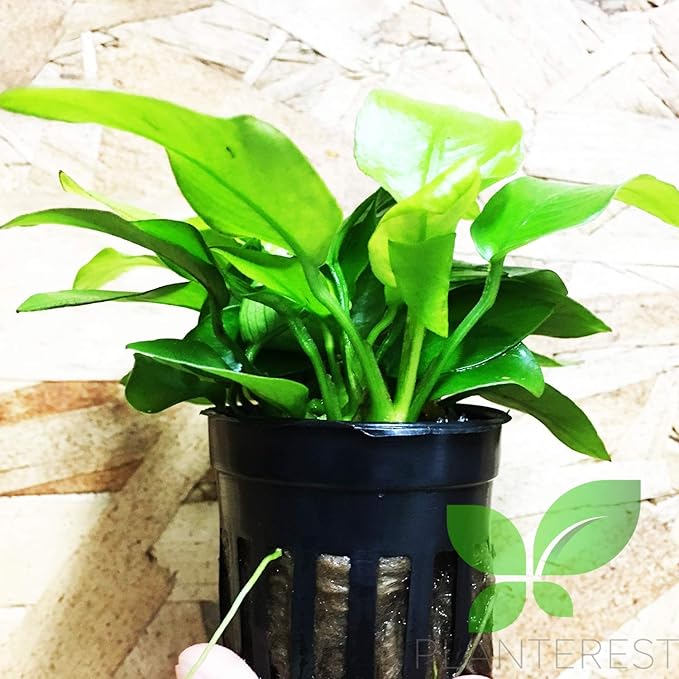 – Anubias Nana Golden Potted Easy Live Aquarium Plant Decorations BUY2GET1FREE