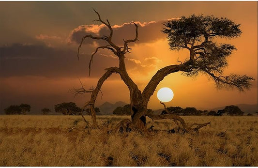 Sunset Desert Reptile Tank Background Beautiful Sunrise Desert Old Tree Terrarium Background Sand Peaks Dunes Sunset Over Desert Reptile Habitat Background Sunset Desert Aquarium Background 36x24in