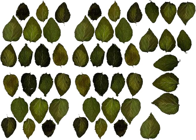 Awesome Aquatic Mulberry Shrimp Leaves Natural Botanical Leaf Food Organic Treat Aquarium Fish Shrimp Terrarium High Protein Vitamin Mineral Fiber Healthy Habitat Environment (Mulberry 50 pk)