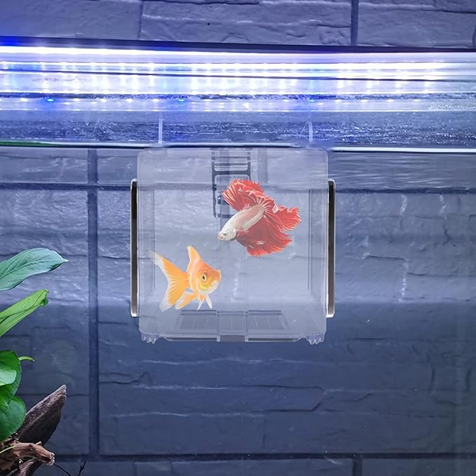 Fish Breeding Box 15x15x15 cm Acrylic Fish Isolation Hatchery Tank Fish Separator Hanging Fish Incubator Box with Detachable Mesh Lid Clear Fish Isolation Box for Baby Fish Newborn Fish Shrimp