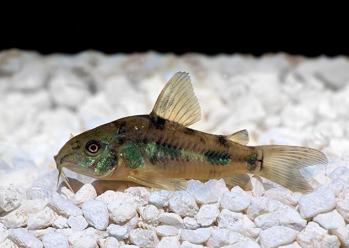 Super Catfish & Bottom Feeder Mix with Soft BITS #7 A154 (Variety, 32oz - 2 LBS.)