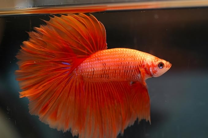 Male Halfmoon Betta - Assorted Color - Live Aquarium Tropical Fish…