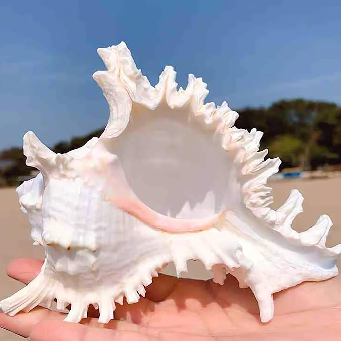 YZHZOM 5.5‘’ to 6.3‘’ Large Natural Conch Shell Fish Tank Hideout Fish Tank House Natural Conch sea Shells for Fish Tank,Air Plant,Home Decorations,DIY Crafts