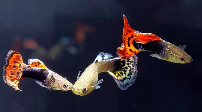 Swimming Creatures 6 Assorted Male Fancy Guppy Live Tropical Freshwater Aquarium Fish