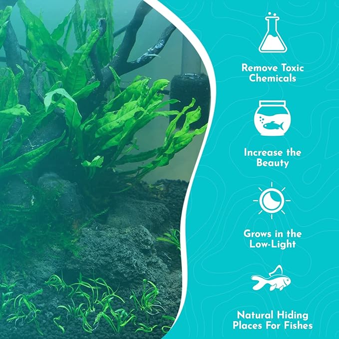 Live Aquarium Plants - Java Fern Mat, Large Microsorum Pteropus, Tall Fresh Water Aquarium Plants for Aquariums, Java Fern Live Plants, Aquarium Plants Live