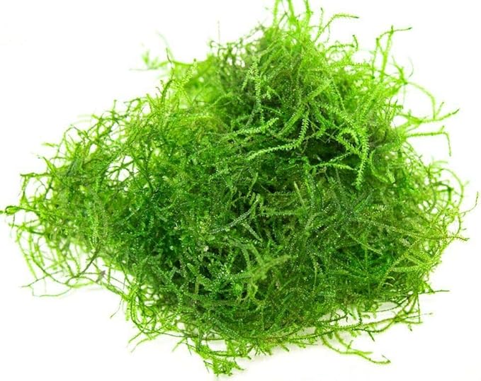 Java Moss Taxiphyllum Barbieri Easy Live Aquarium Plant Freshwater - Buy 2 Get 1