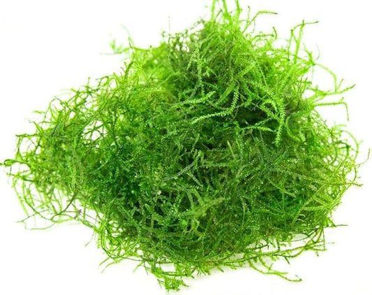 Java Moss Taxiphyllum Barbieri Easy Live Aquarium Plant Freshwater - Buy 2 Get 1