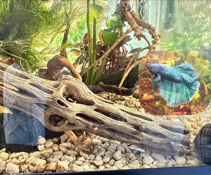 Natural Cholla Wood, Choya Air Plant, Untreated Beautiful Driftwood, Aquarium Decor, Betta Fish, Plecos, Shrimp, Minnows, Neon tetras, Cory Catfish, 6'' Long, 0.8 – 1'' Diameter, 5 – Pieces.