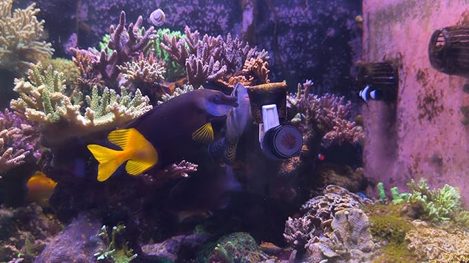 Premium Nori Seaweed - 50 Sheets 8"x8" - Food for Tangs, Angelfish, Rabbitfish & Blennies - No Additives, Reef Aquarium-Grade - Resealable Pack (150 Gram) / 5.29 oz