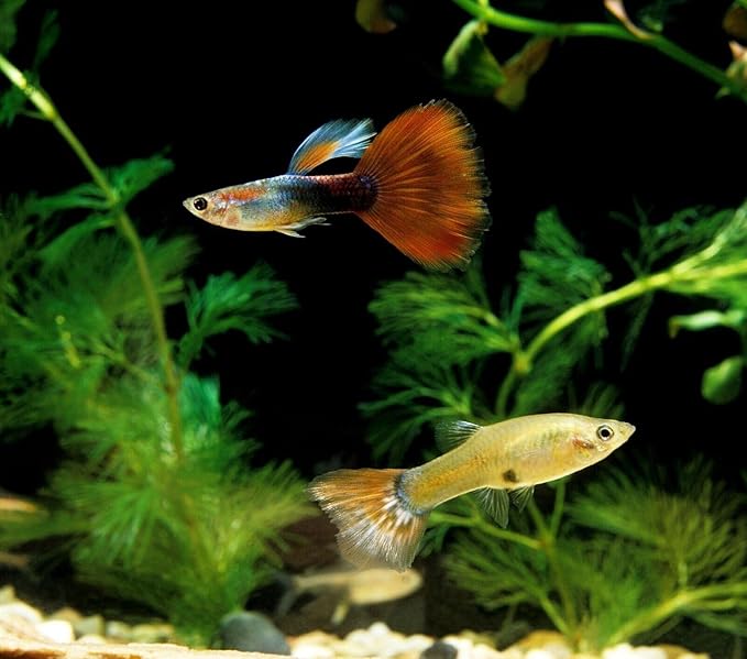 Betta Fish Ultra Red Color Enhancing 1.5mm-2mm Floating Pellets. Color Enhancing in 10-Days for Juvenile and Adult Bettas…1-lb 8oz Medium Jar