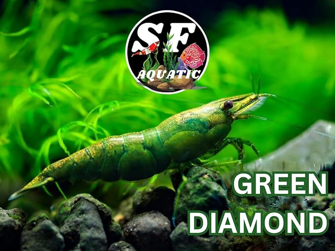 SF Aquatic™ 20 Premium Green Diamond Neocaridna Live Freshwater Aquarium Shrimps for Aquarium. Adults Beeding Age. Live Arrival Guarantee.