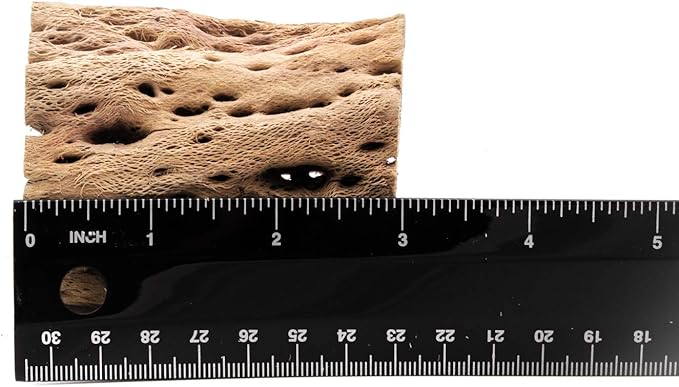 3, 6, 9, 12 Inch All Natural Teddy Bear Cholla Wood Extra Hollow Untreated Organic Aquarium Driftwood Decoration Chew Toy Shrimp Crab Cichlid Nano Tank Birds 1 or 5 Pieces (5 Pieces, 3 inch)