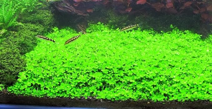 Foreground Potted Live Aquarium Plants | Freshwater Aquatic Plants for Aquariums (Potted Monte Carlo)