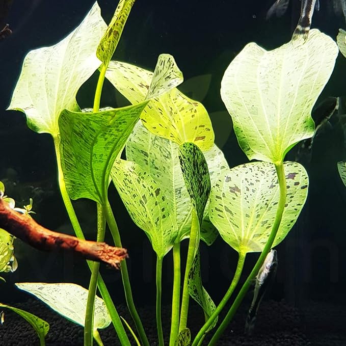Echinodorus Ozelot "Red" Bundle Amazon Sword Tropical Live Aquarium Plants Decoration