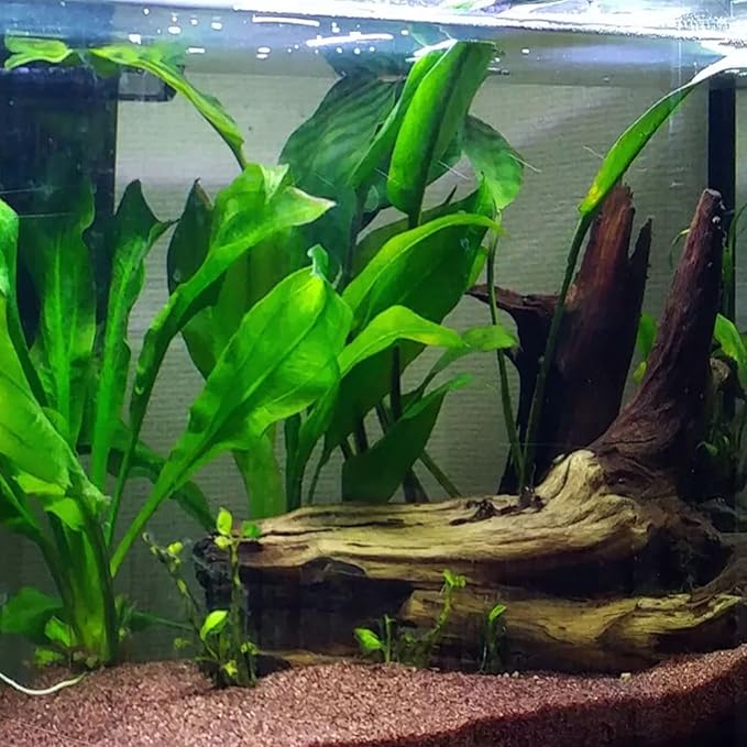 Amazon Sword Echinodorus Bleheri XXL Mother Pot Live Aquarium Plant Decorations