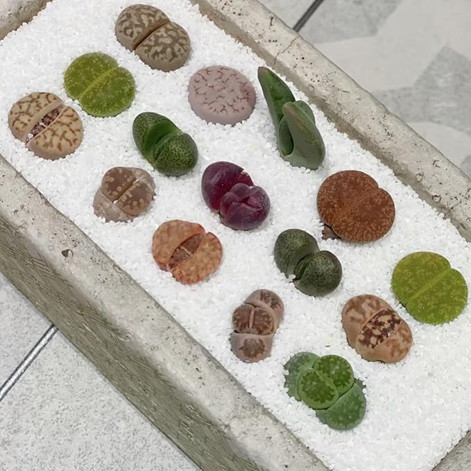 YISZM Aquarium Sand, 5lbs White Fish Tank Sand, Aquarium Gravel Substrate for Aquascaping, Vivariums, Terrariums, Plants and Crafts