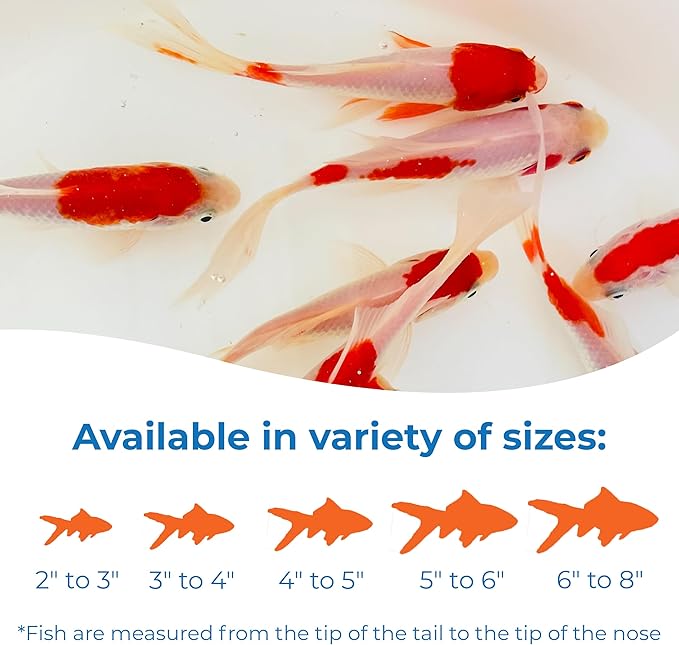 Toledo Goldfish Sarasa Comet Goldfish: Live Red and White Goldfish with a Variety of Patterns - Perfect for Stocking Ponds, Aquariums, or Tanks - 4-5 Inches, 10 Count