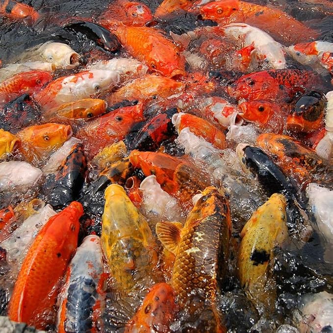 Fisher's Aquatics Koi Fish Food - 2.0 lb Small 3mm Floating Pellets, Koi & Goldfish Food for Ponds, All Seasons
