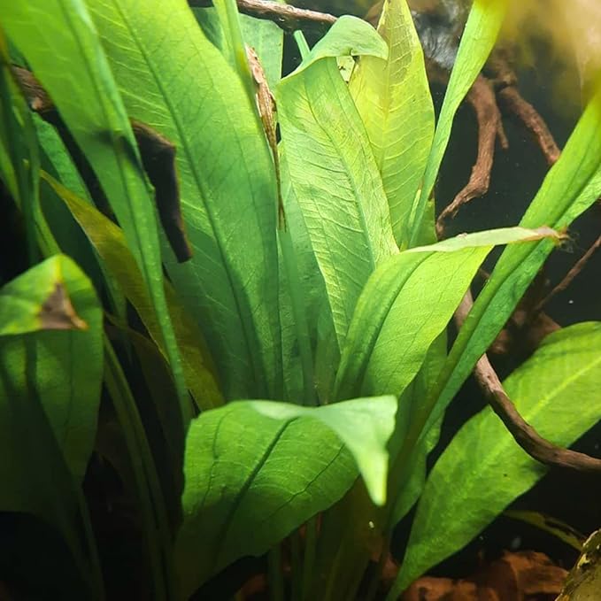 Amazon Sword Echinodorus Bleheri XXL Mother Pot Live Aquarium Plant Decorations