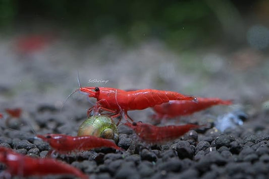 Live Freshwater Aquarium Shrimp - Neocaridina (Red Cherry, 5 Pack)