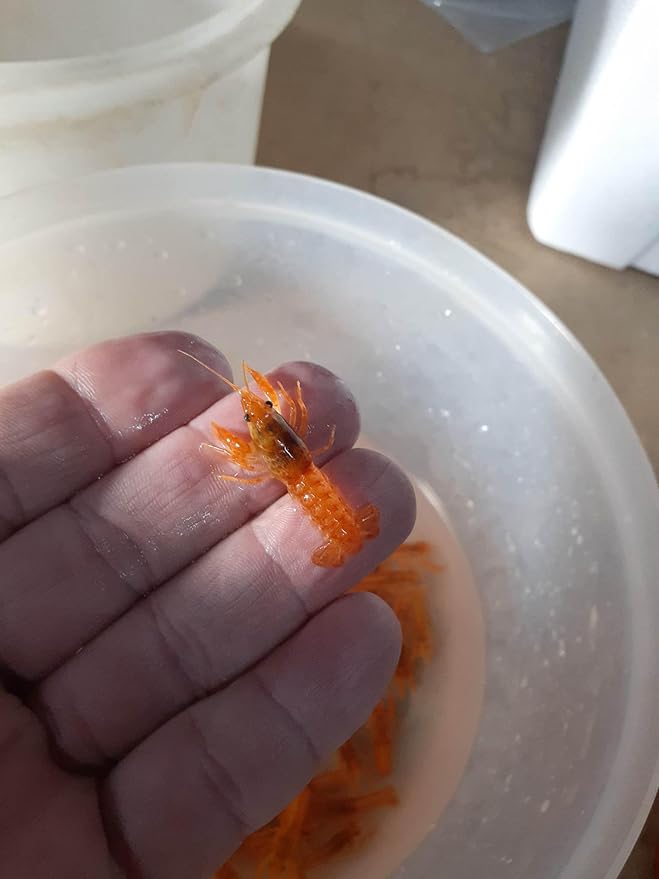 12 Live CPO Mexican Orange Dwarf Crayfish CPO