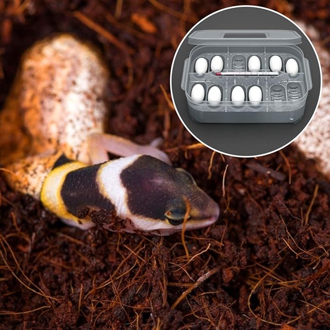 3pcs Box Container Hatching Reptile Lizards Lizard Breeding Snake for Tray Gecko Hatchery Feeding Hatcher Transparent Reptiles Eggs -Layer Grids Incubation Drawer Incubator