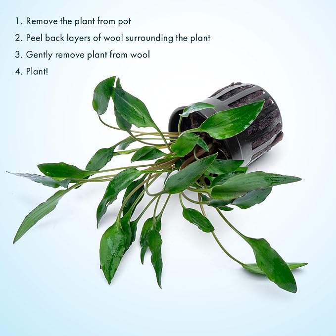 SubstrateSource Cryptocoryne Live Aquarium Plants - Freshwater Plant for Aquariums, Planted Fish Tanks - Beginner Friendly (Undulatus Hybrid, 1 Pot (3-5 Plants))