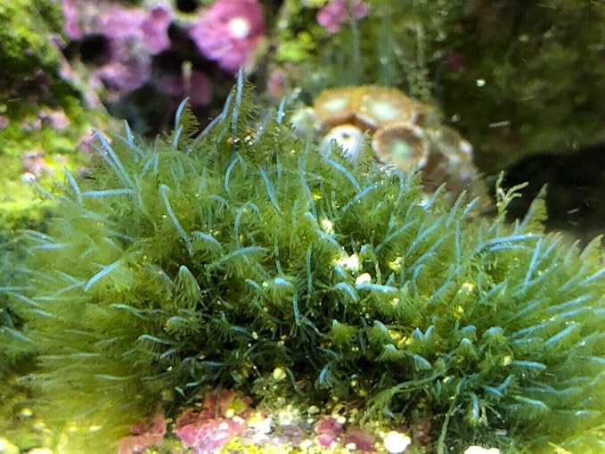 Saltwater Marine Macro Algae Plant Refugium Live Coral Frag
