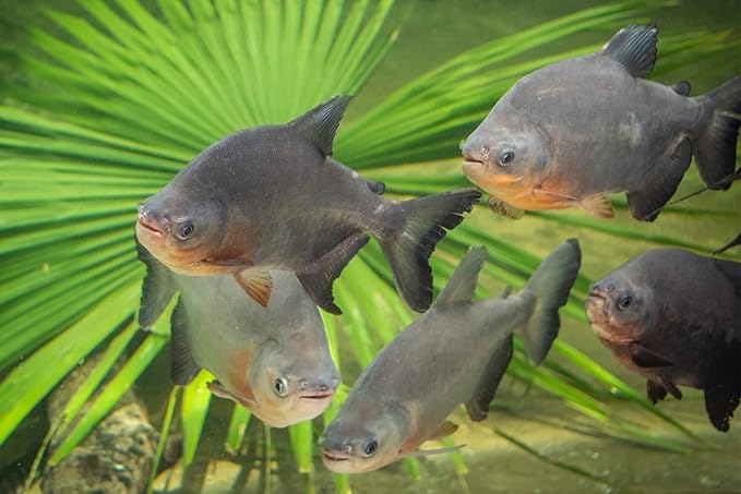 High Protein Floating Sticks for Arowana, Oscars, Koi & All Pond Fish, Aquatic Turtles, All Tropical Fish, APX Size 3/16" x 3/8" …6oz Small Jar