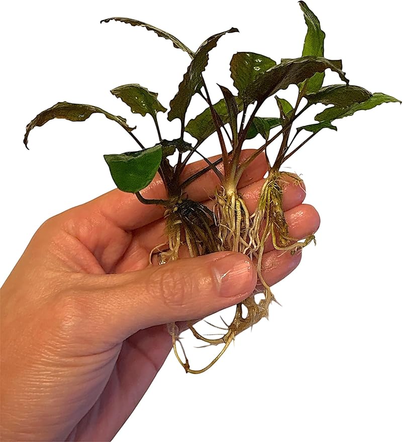 Cryptocoryne wendtii Green Live Aquarium Plants, 3 Pack, Indoor Aquatic Plant