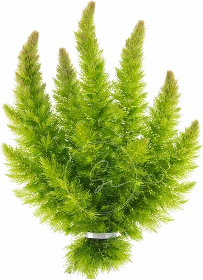 Swimming Creatures™ Live Aquarium Plants (1 X-Large Bunch Hornwort)