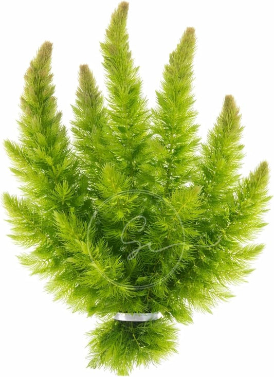 Swimming Creatures™ Live Aquarium Plants (1 X-Large Bunch Hornwort)