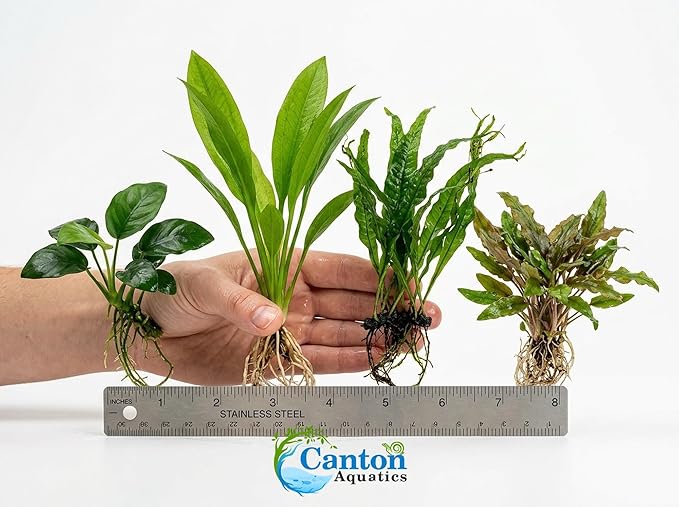 Live Aquarium Plants Essential Bundle 4 Pack for Up to 10 Gallon Tanks, Assorted Freshwater Plants for Aquascaping