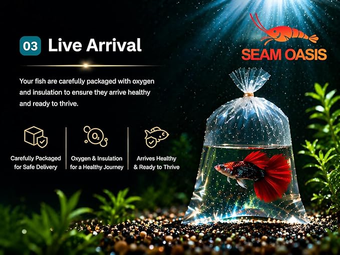 9+ HB Red Rose Halfmoon Guppy Live Aquarium Fish Tropical Freshwater Guppies for Community and Planted Tanks Active Ornamental Live Fish with Live Arrival Guarantee