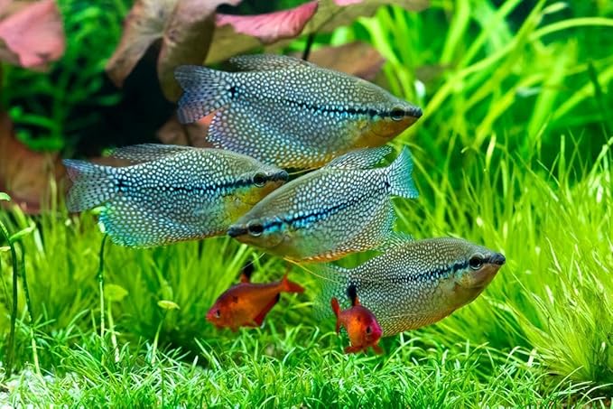 Community Fish Ultra Red Color Enhancing 1.5mm-2mm Floating Pellets. Color Enhancing in 10-Days for All Community Fish…3-lbs 8oz Large Jar